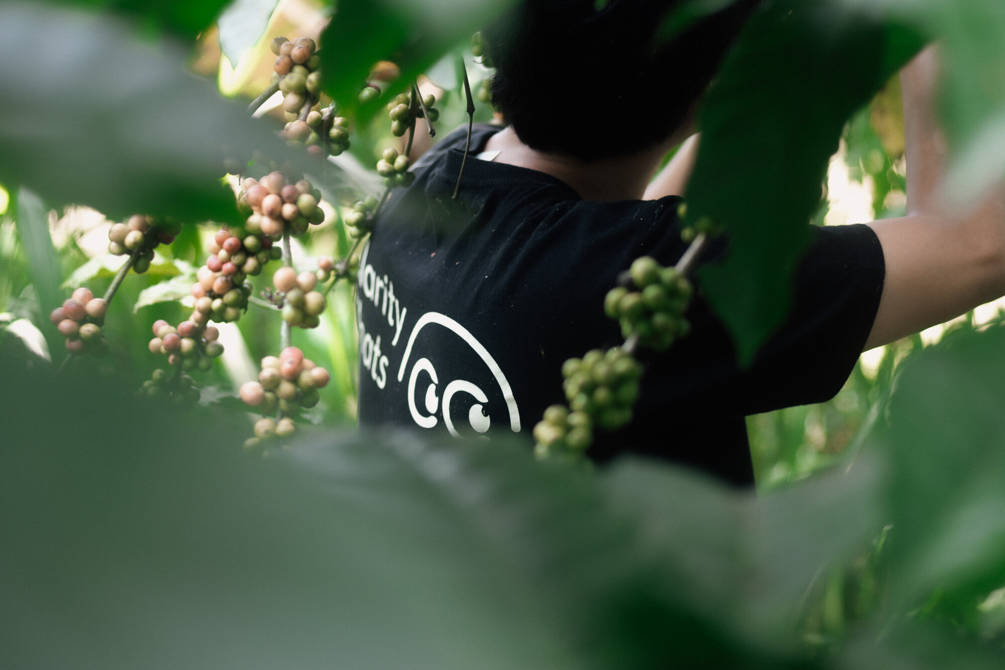 Coffee farm with fresh cherries being inspected