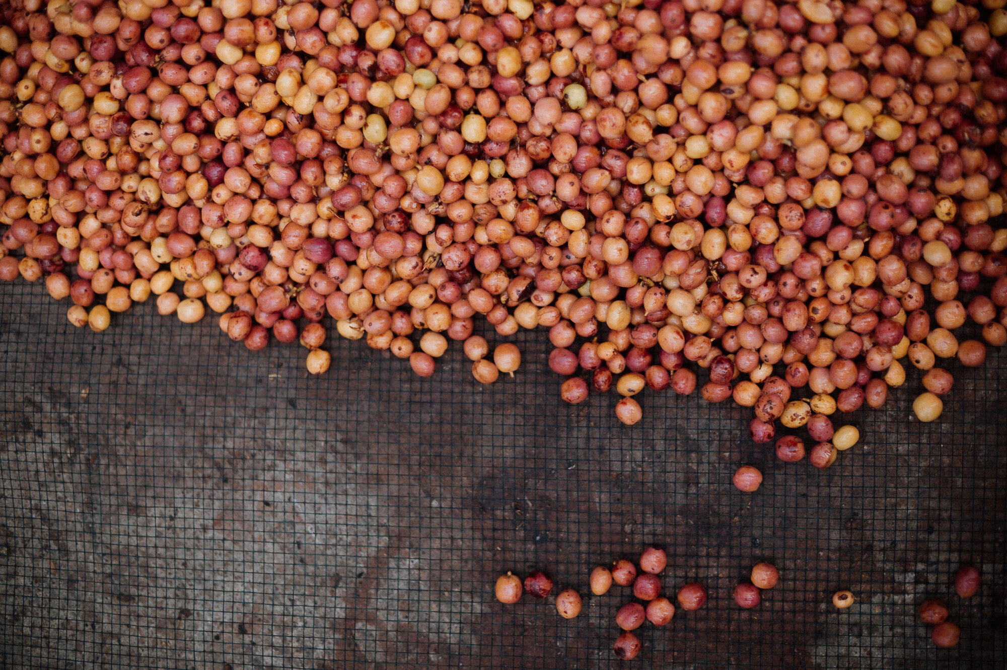 Coffee beans perfectly dried on mesh screens