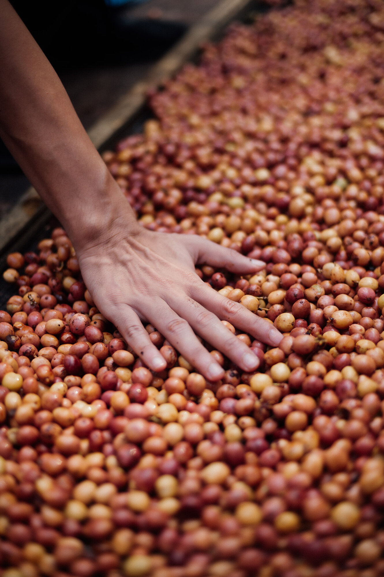 Coffee beans drying under careful supervision