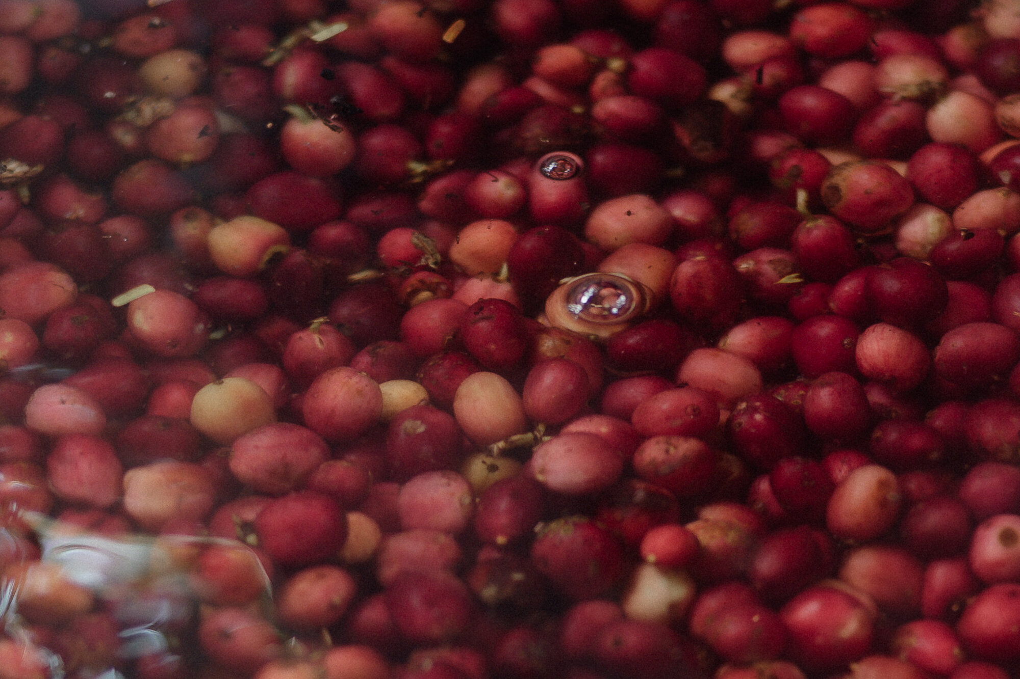 Harvesting fresh coffee cherries at origin